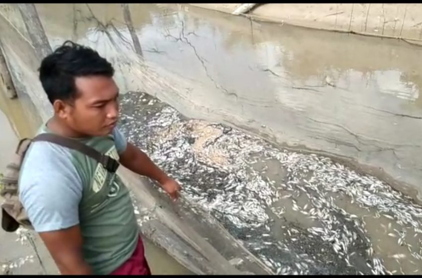  Puluhan Ton Ikan Mati Mendadak
