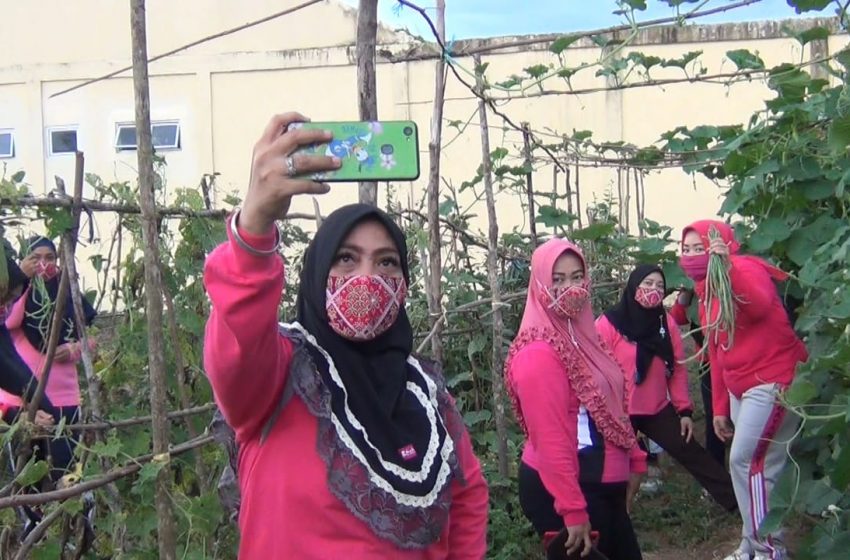  Manfaatkan lahan tidur,Kapolsek sekayu dan Ibu bayangkari panen sayur dan jagung merah