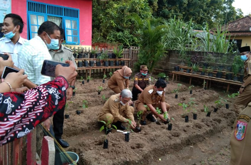 Pemkab Banyuasin Tanam Pokat Miki