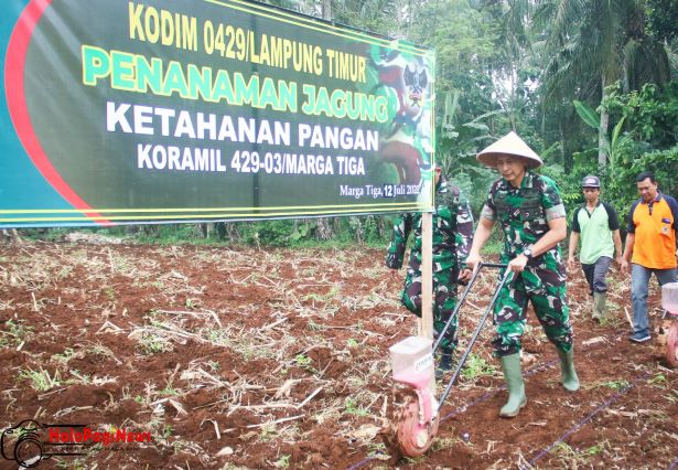  Kodim 0429/Lamtim dan Korem 043/Gatam Tanam Jagung di Lahan Tidur Seluas 16 Hektar